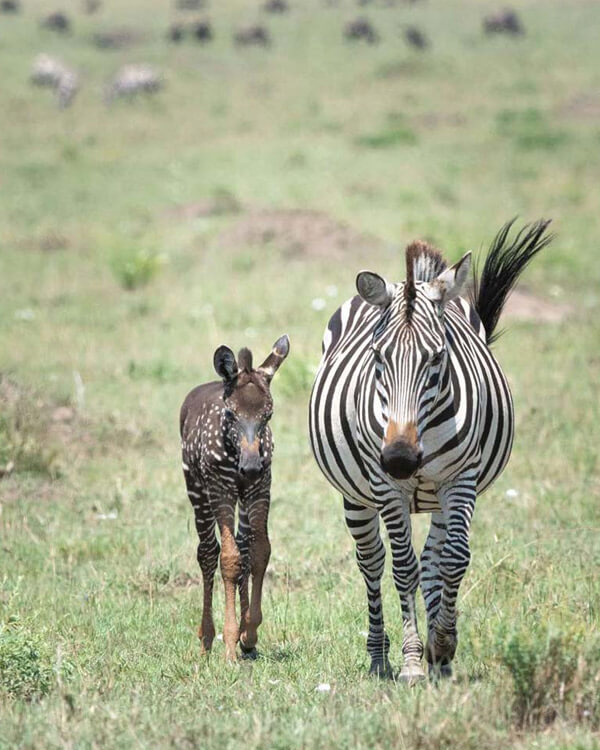 Masai Mara Reserve