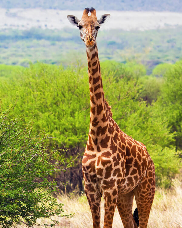 Tsavo West National Park