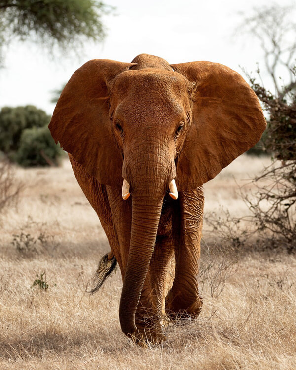 Tsavo East National Park