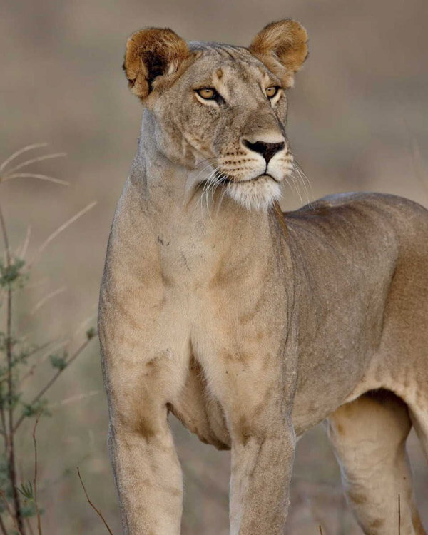 Samburu National Reserve