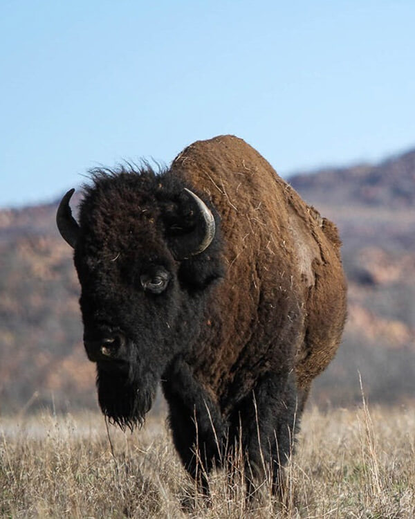 Buffalo Springs National Reserve